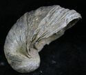 Gryphaea (Devil's Toenail) Fossil Oyster - Jurassic #25977-1